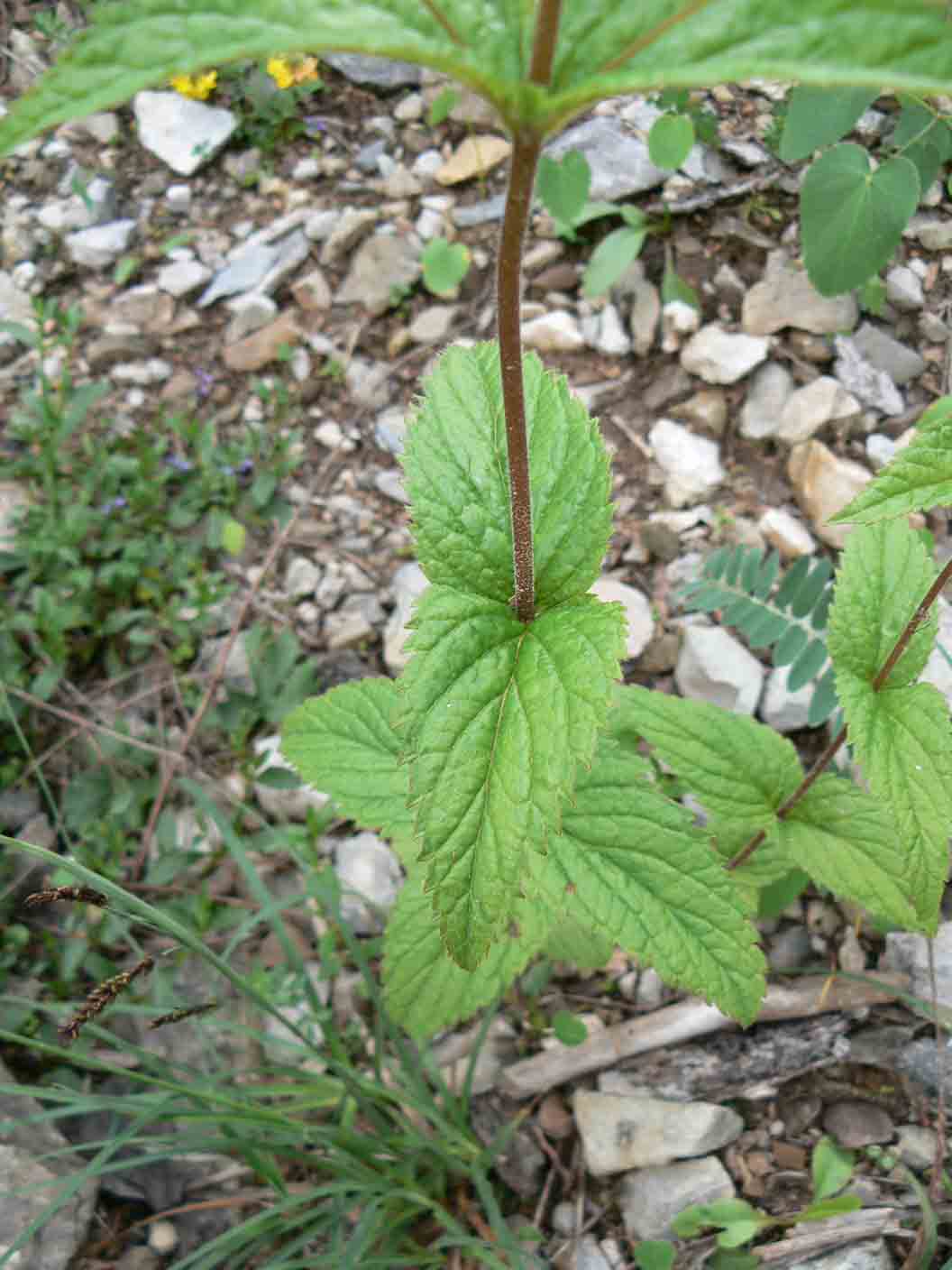 Veronica urticifolia